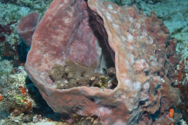 Arrecifes maravillosos